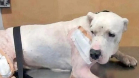 Violento robo a un comparsero: hirieron a su perro y se llevaron electrónicos, armas y dinero 